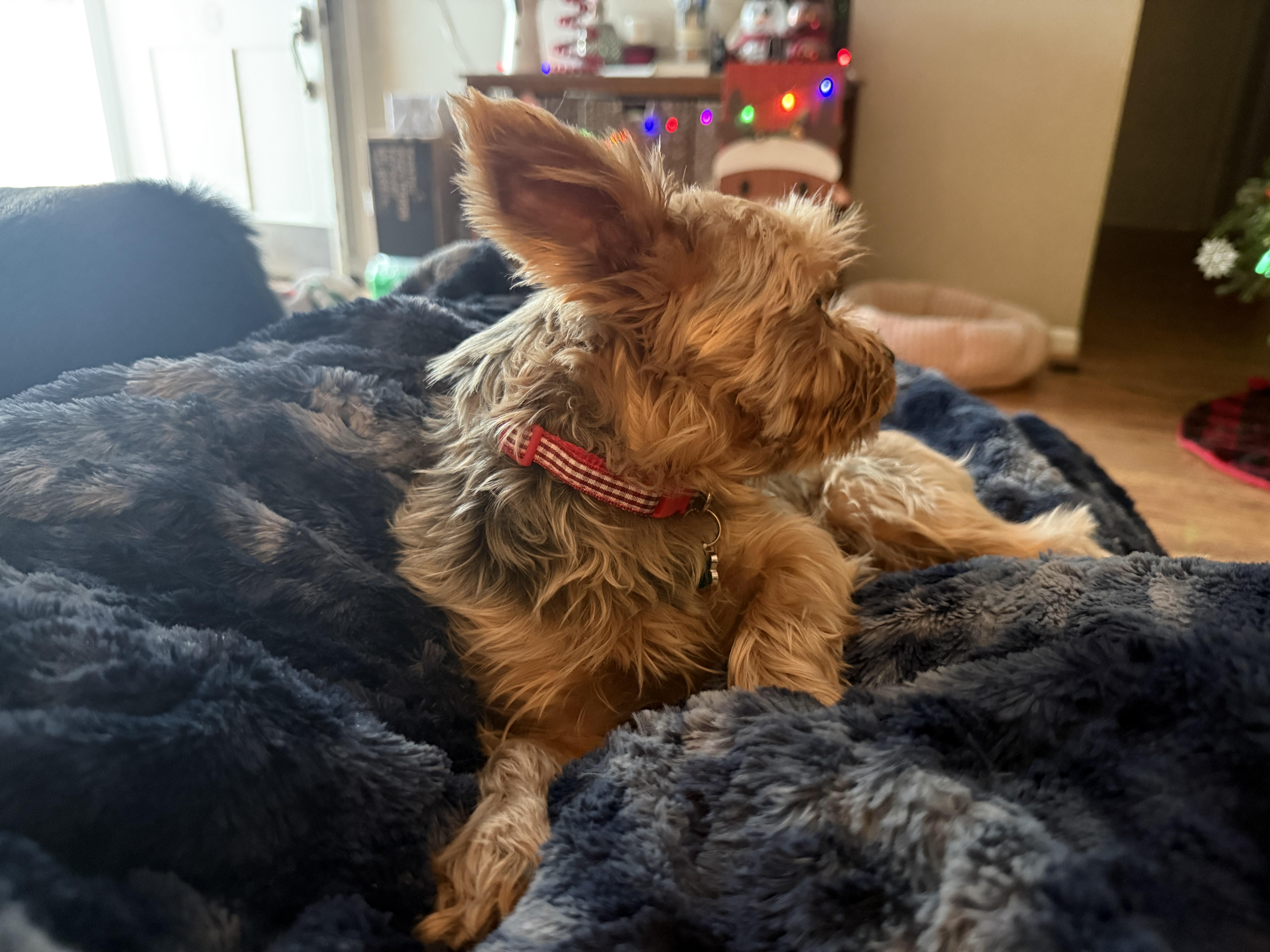 Enlarge Fudge, a ADOPTABLE Yorkshire Terrier in Jeffersonville, IN image 2/4