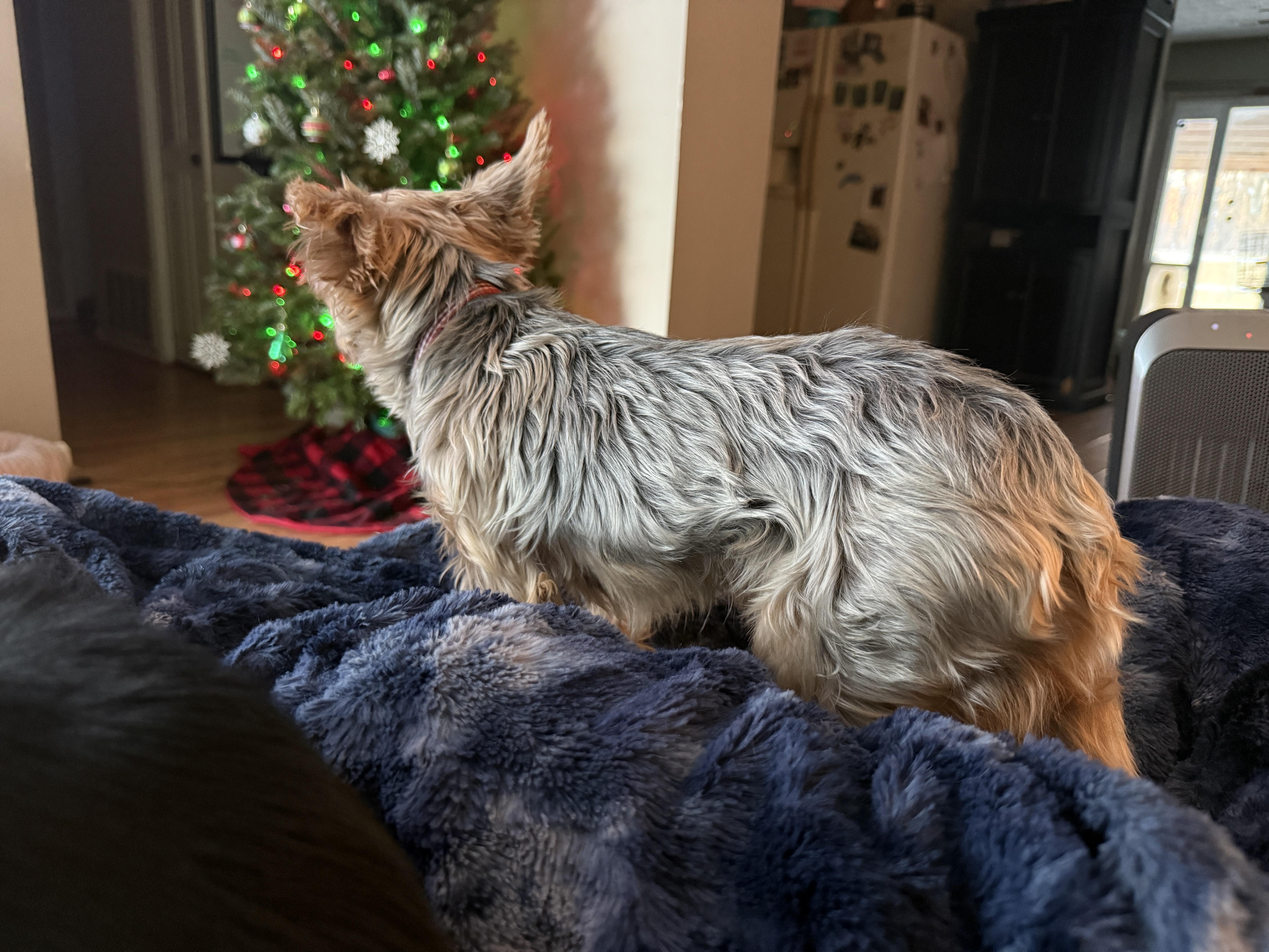 Enlarge Fudge, a ADOPTABLE Yorkshire Terrier in Jeffersonville, IN image 3/4