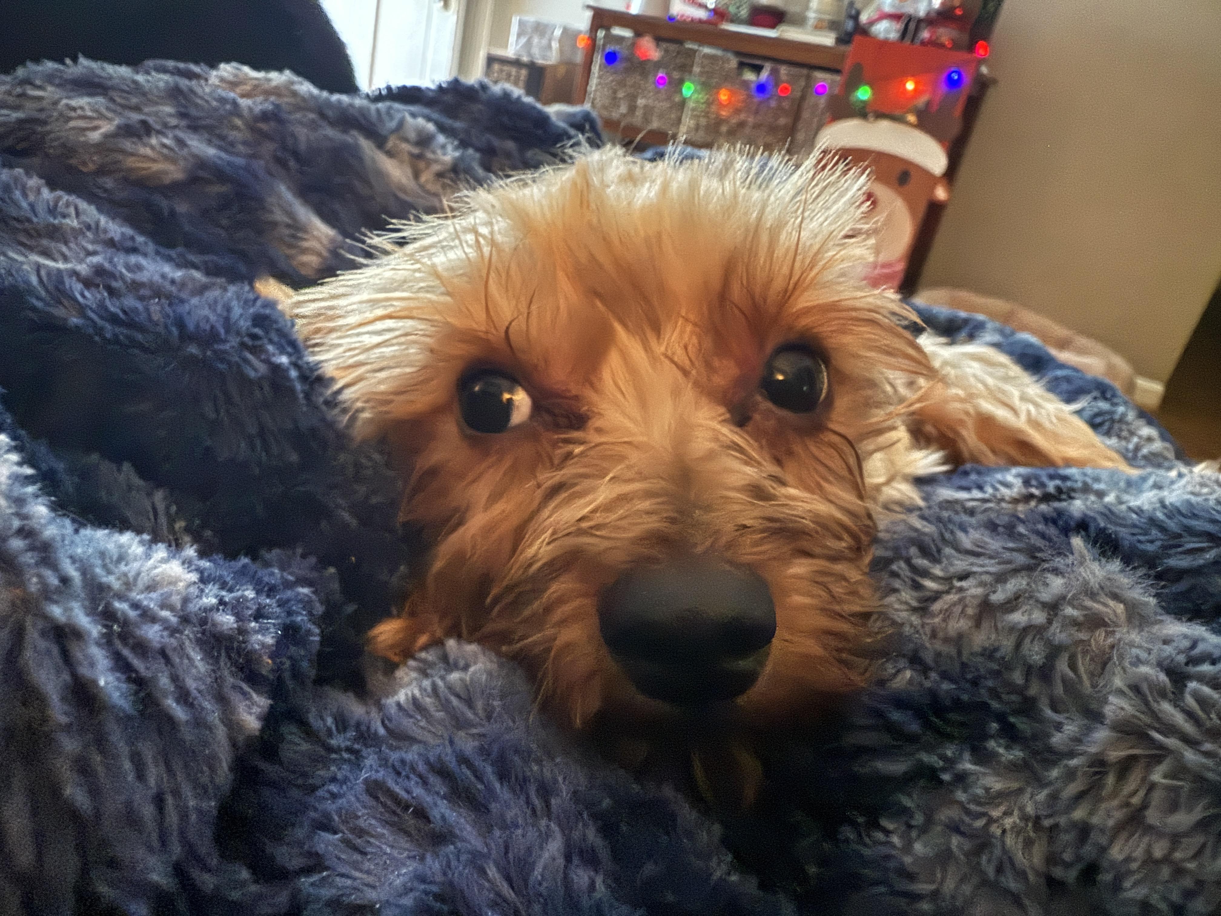 Enlarge Fudge, a ADOPTABLE Yorkshire Terrier in Jeffersonville, IN image 4/4