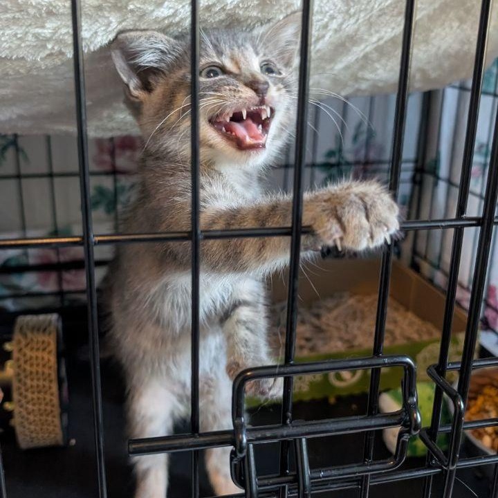 Hi Ho Silver!, Adopted, Kitten Male American Shorthair.