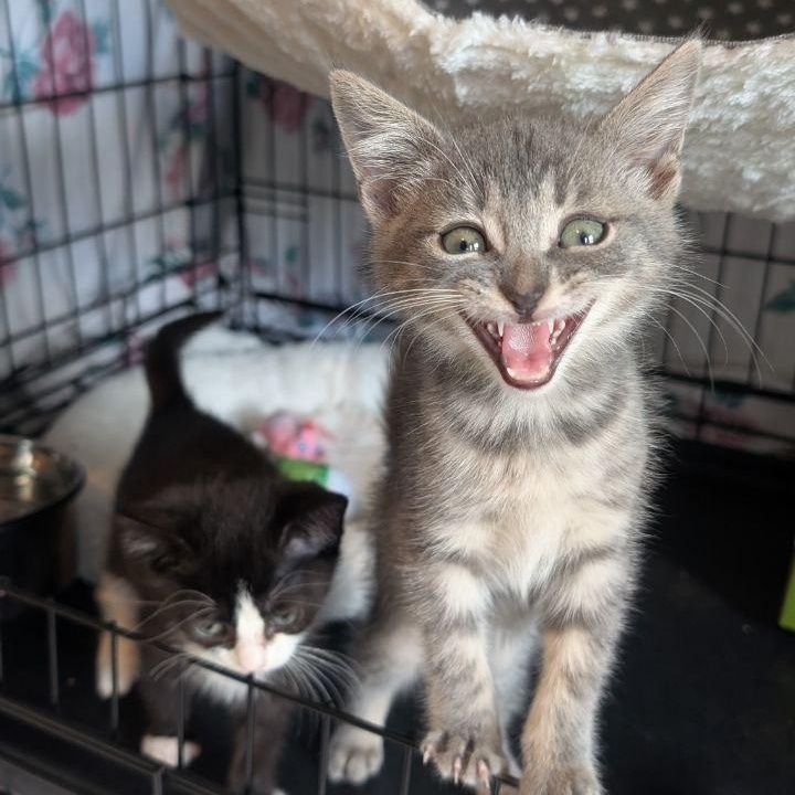 Enlarge Hi Ho Silver!, a Adopted American Shorthair in Pikesville, MD image 2/6