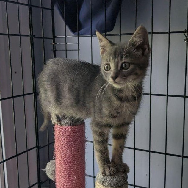 Enlarge Hi Ho Silver!, a Adopted American Shorthair in Pikesville, MD image 3/6