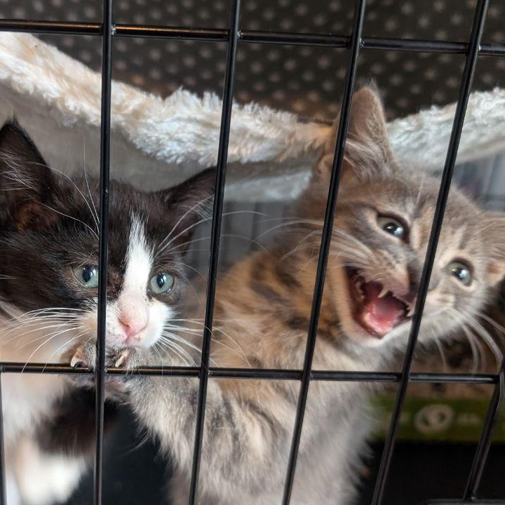 Enlarge Hi Ho Silver!, a Adopted American Shorthair in Pikesville, MD image 4/6