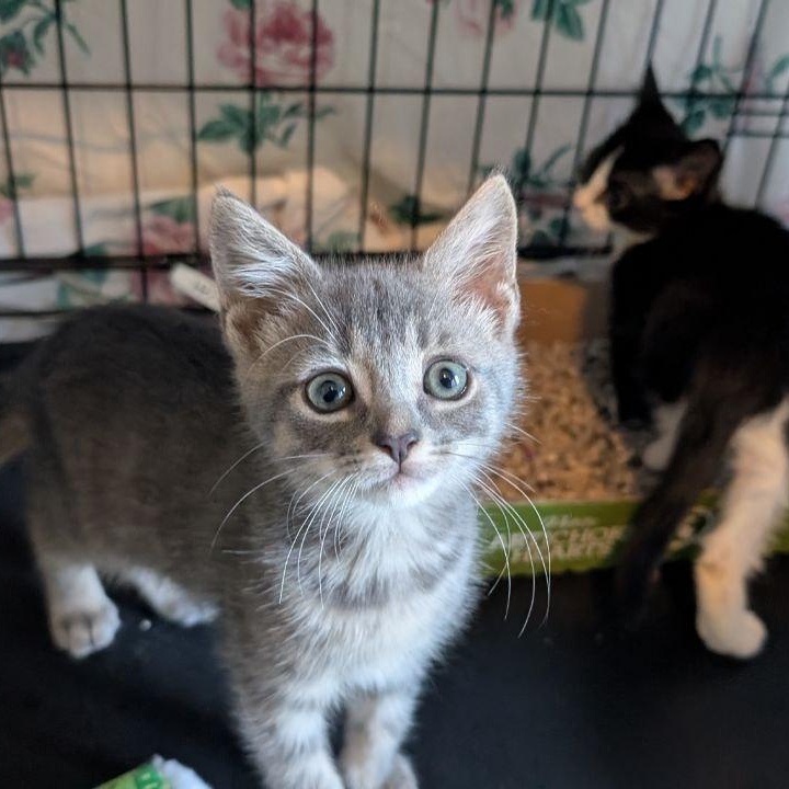 Enlarge Hi Ho Silver!, a Adopted American Shorthair in Pikesville, MD image 5/6