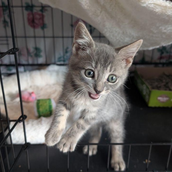 Enlarge Hi Ho Silver!, a Adopted American Shorthair in Pikesville, MD image 6/6