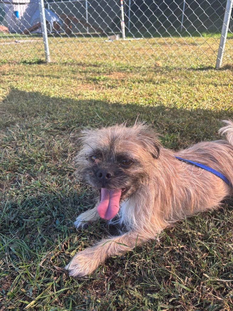 Enlarge Champ, a Adoptable Brussels Griffon in Blountville, TN image 1/6