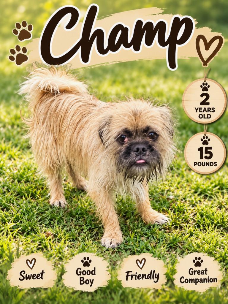 Enlarge Champ, a Adoptable Brussels Griffon in Blountville, TN image 2/6