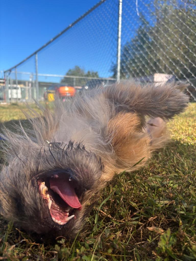 Enlarge Champ, a Adoptable Brussels Griffon in Blountville, TN image 3/6