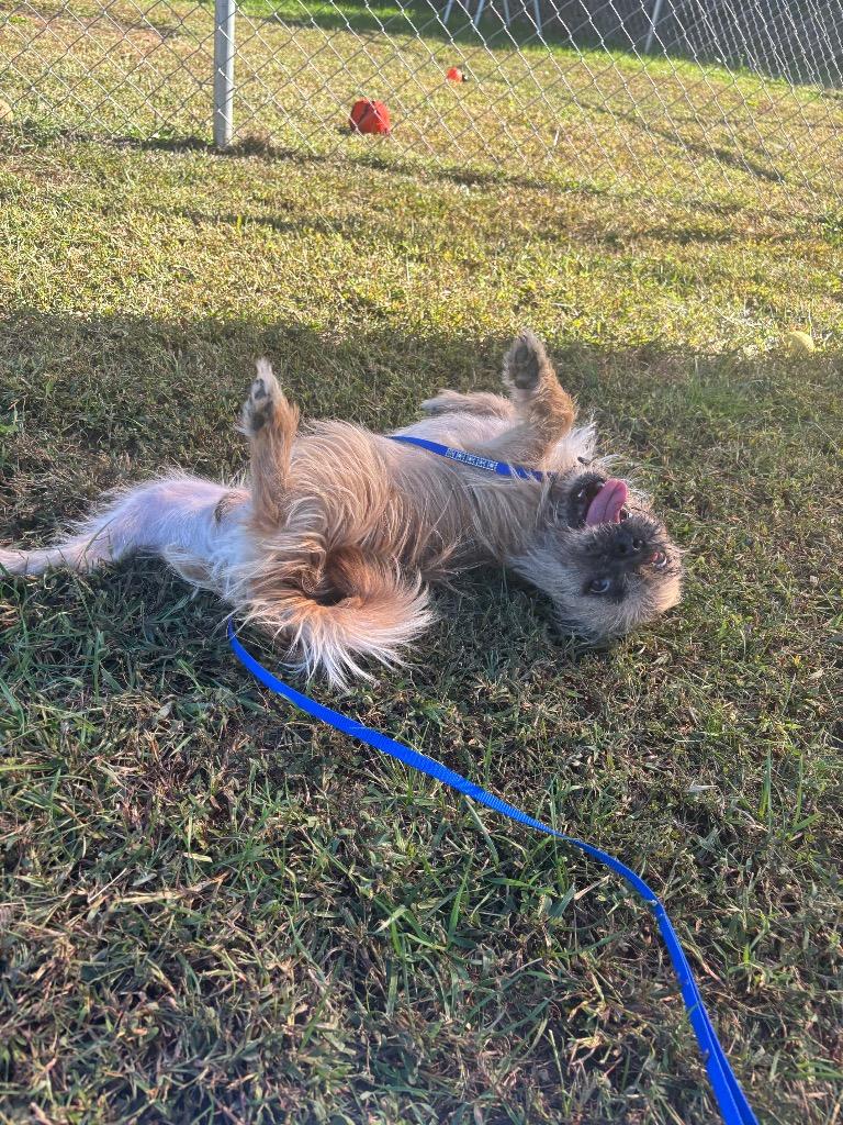 Enlarge Champ, a Adoptable Brussels Griffon in Blountville, TN image 4/6