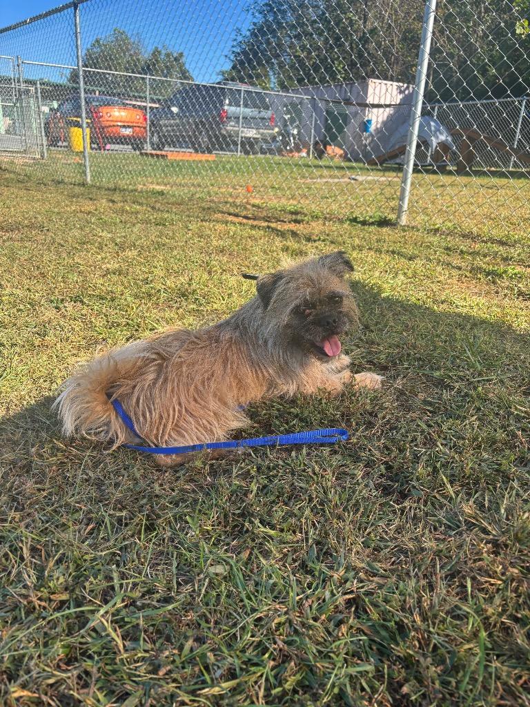 Enlarge Champ, a Adoptable Brussels Griffon in Blountville, TN image 5/6
