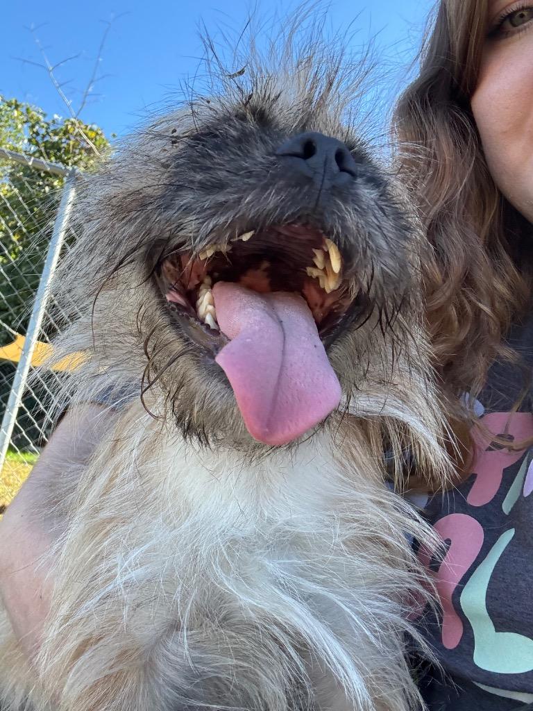 Enlarge Champ, a Adoptable Brussels Griffon in Blountville, TN image 6/6