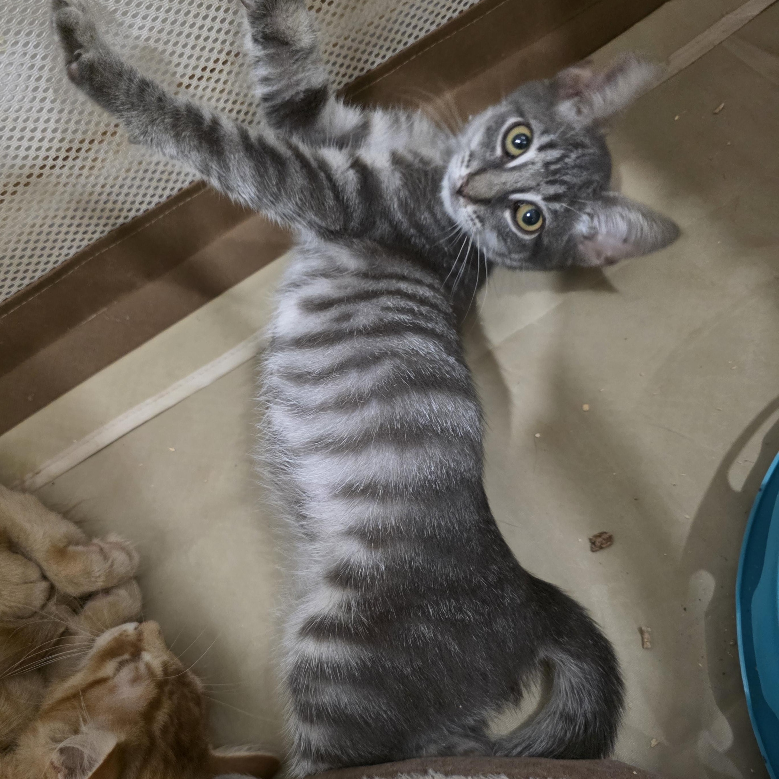 Enlarge Fizzle, an adopted mixed breed in Moriches, NY image 5/5