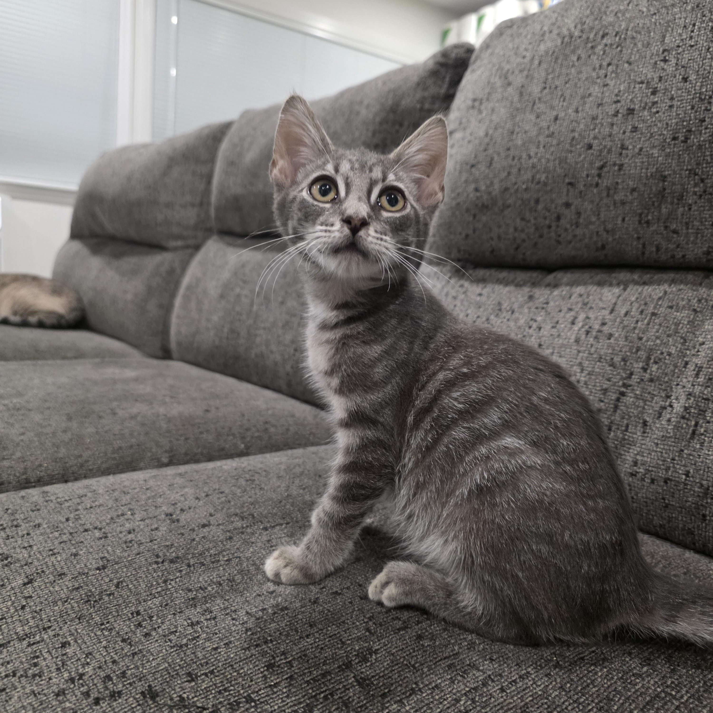 Enlarge Fizzle, an adopted mixed breed in Moriches, NY image 3/5