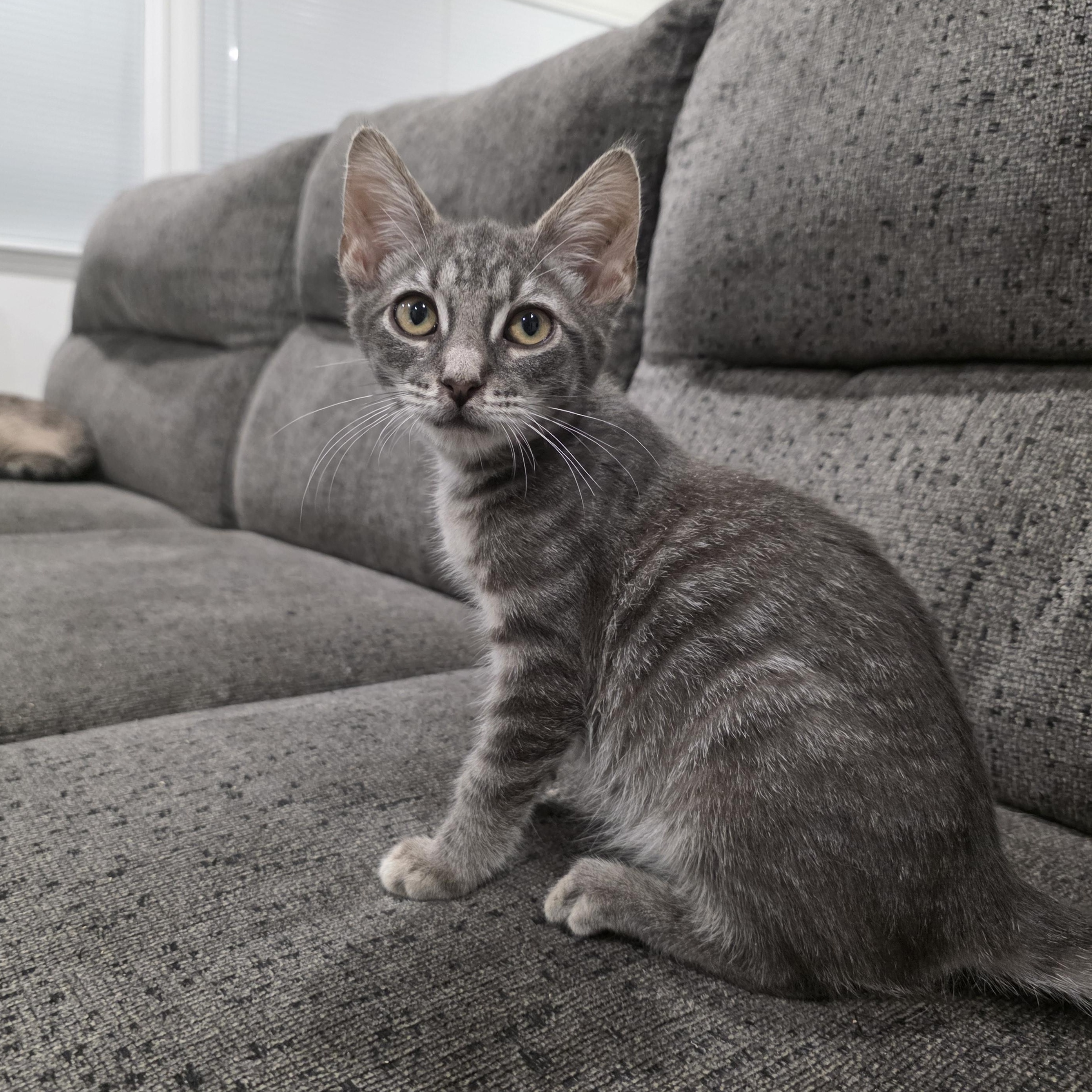 Enlarge Fizzle, an adopted mixed breed in Moriches, NY image 1/5