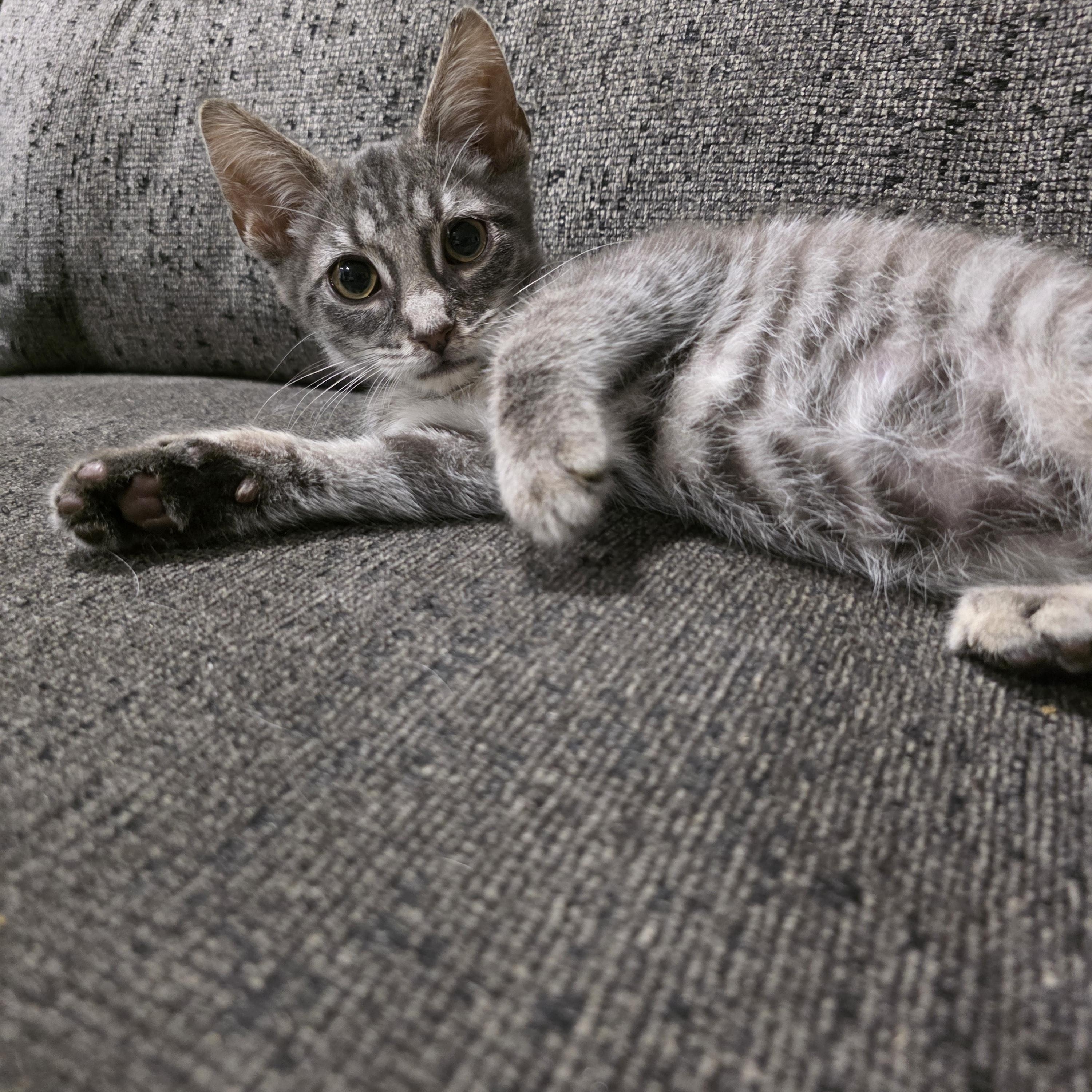 Enlarge Fizzle, an adopted mixed breed in Moriches, NY image 2/5