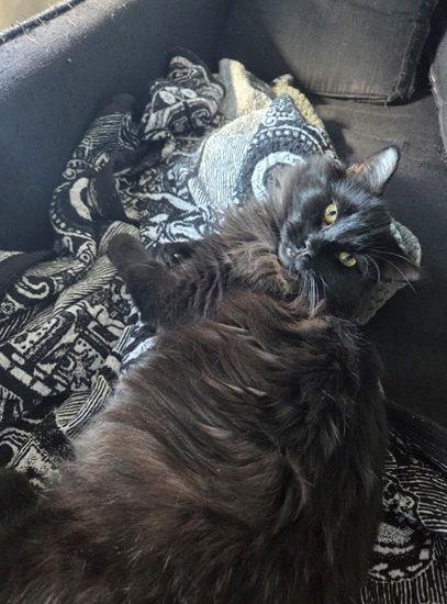 Enlarge Milo, a Adoptable Domestic Long Hair in Montreal, QC image 1/3