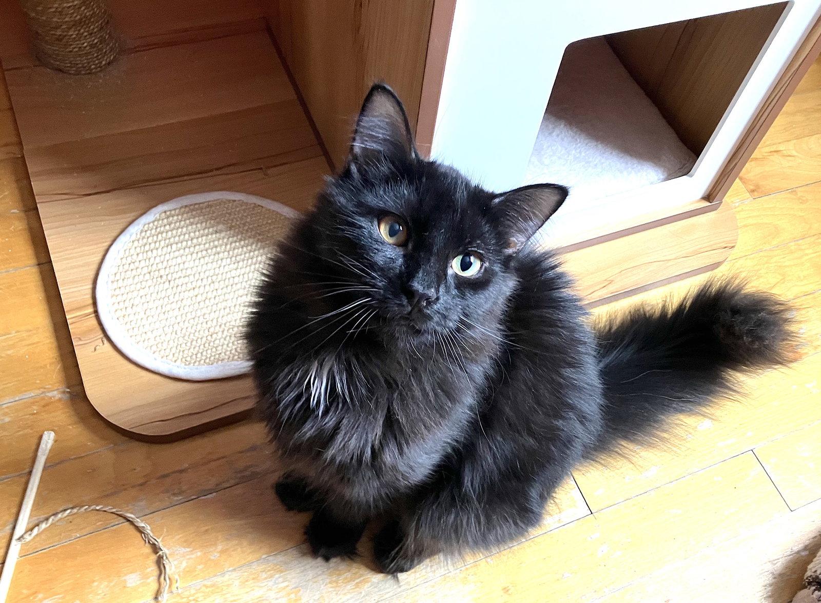 Enlarge Milo, a Adoptable Domestic Long Hair in Montreal, QC image 2/3