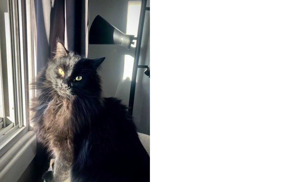 Milo — thumbnail 2