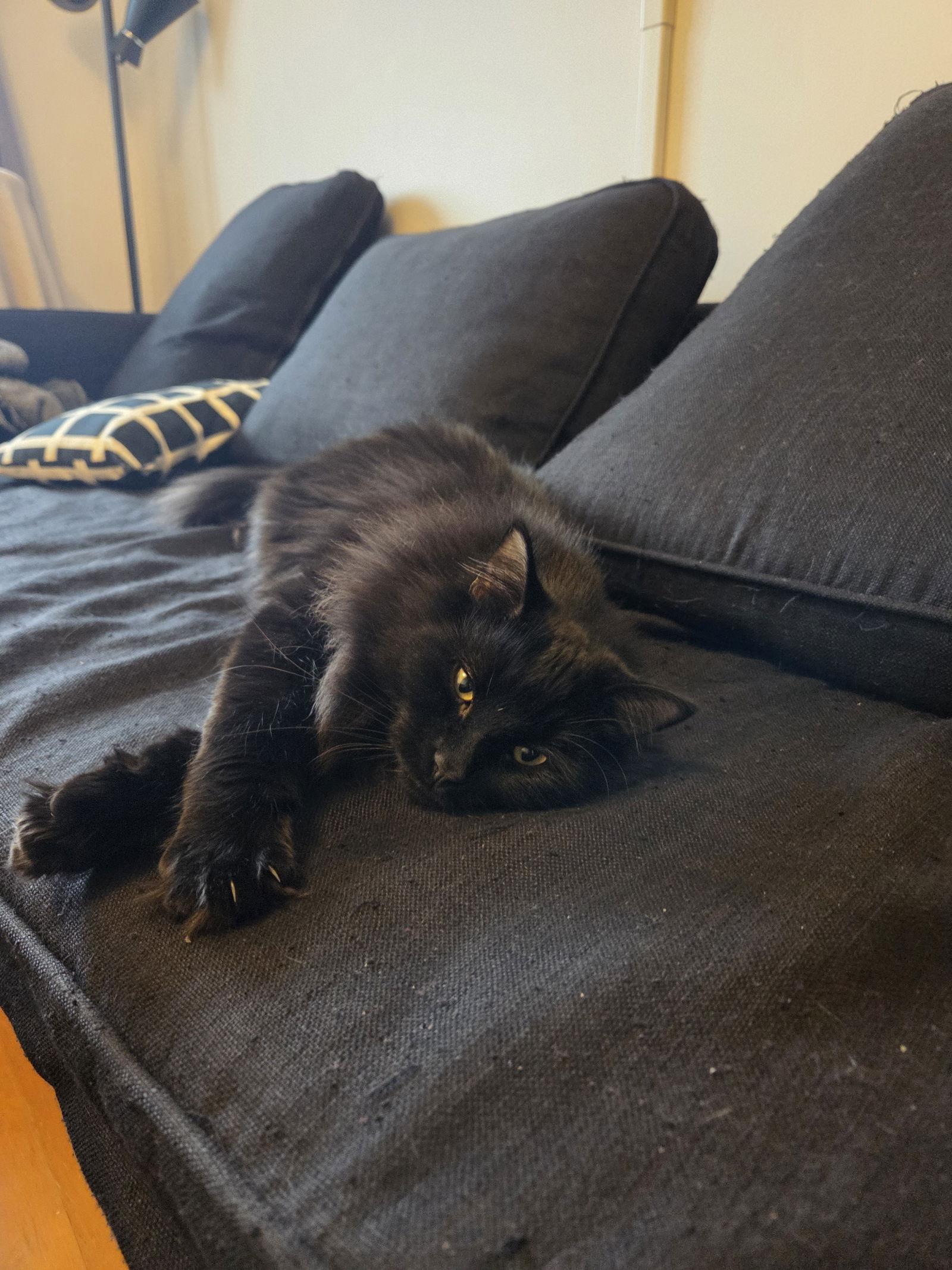 Enlarge Milo, a Adoptable Domestic Long Hair in Montreal, QC image 3/3