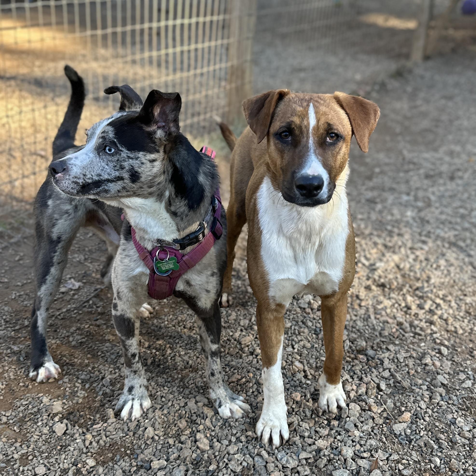 Harmony — thumbnail 5