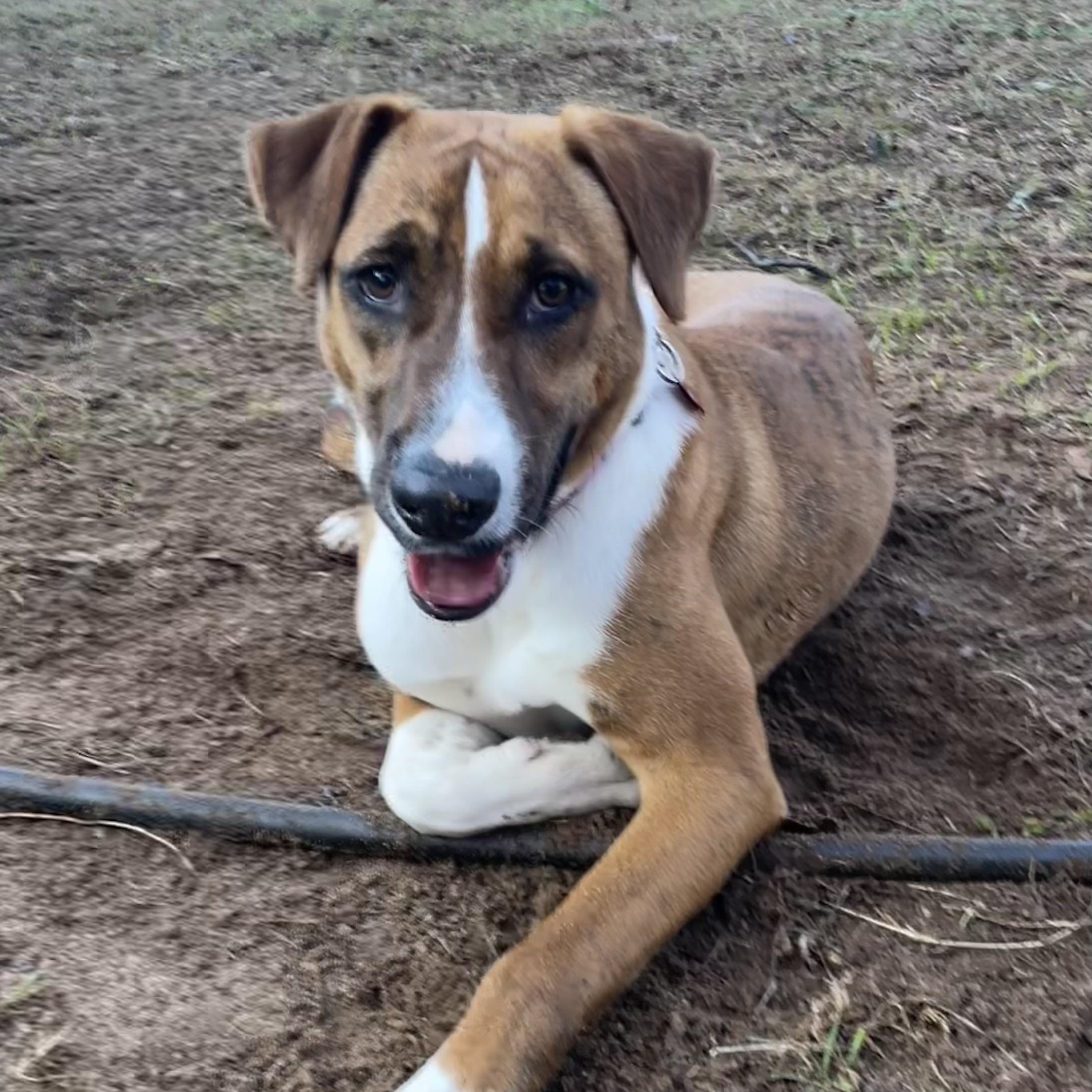 Harmony — thumbnail 6