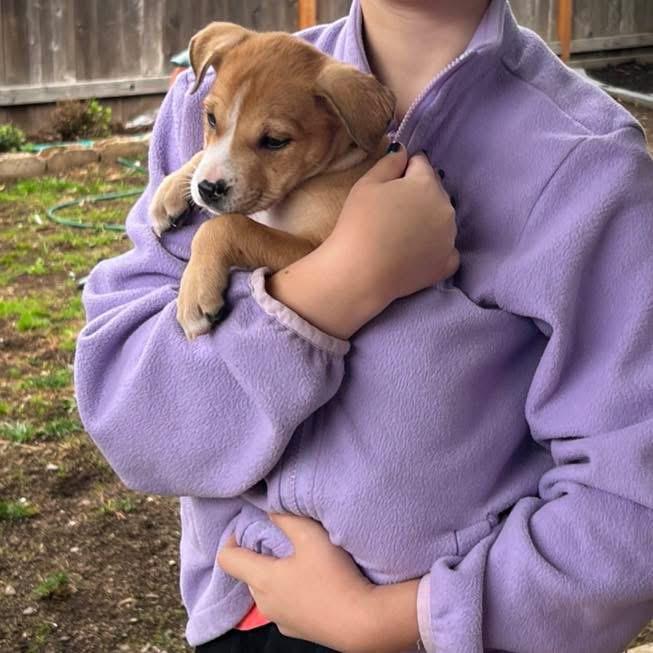 Enlarge Croissant, a Adopted mixed breed in Eugene, OR image 2/2