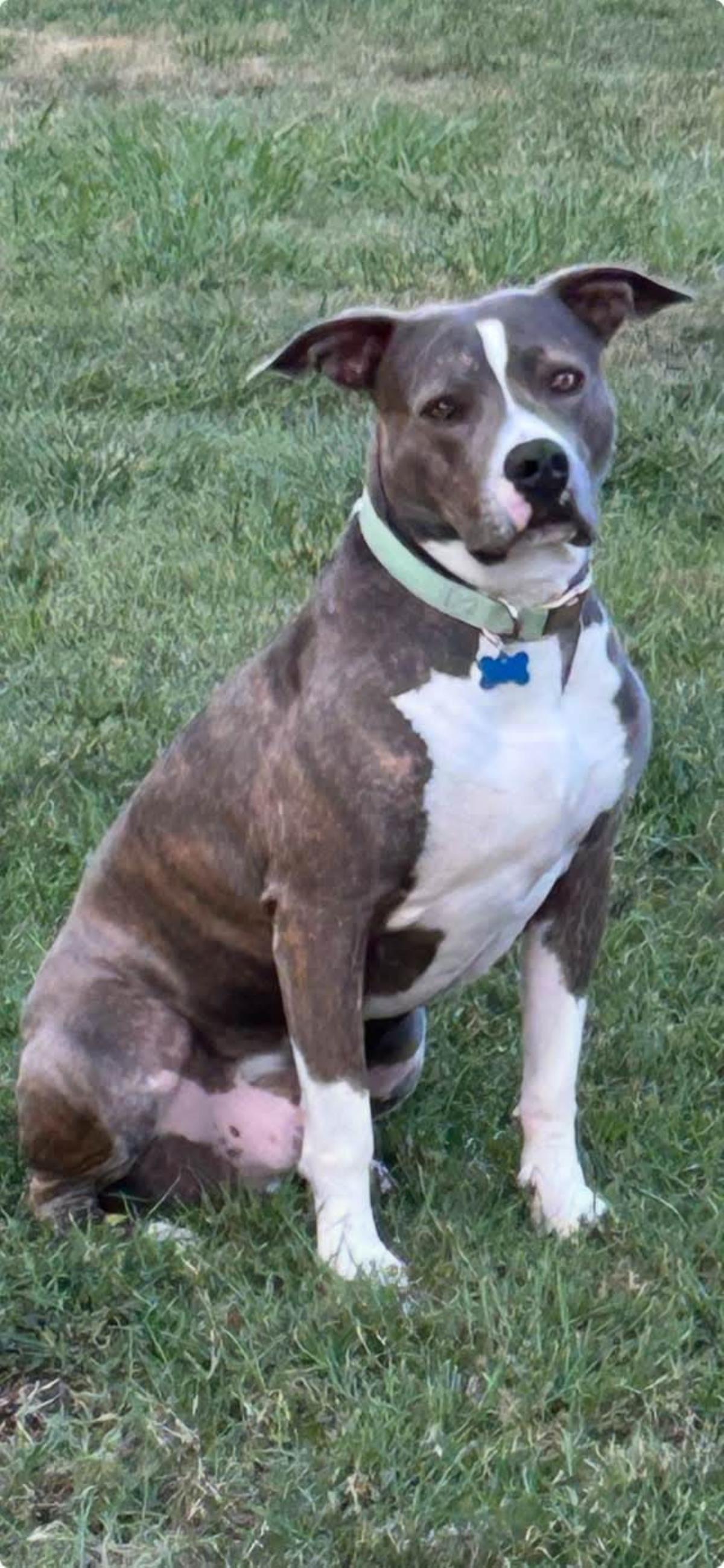Jackson, Adoptable, Adult Male Pit Bull Terrier.