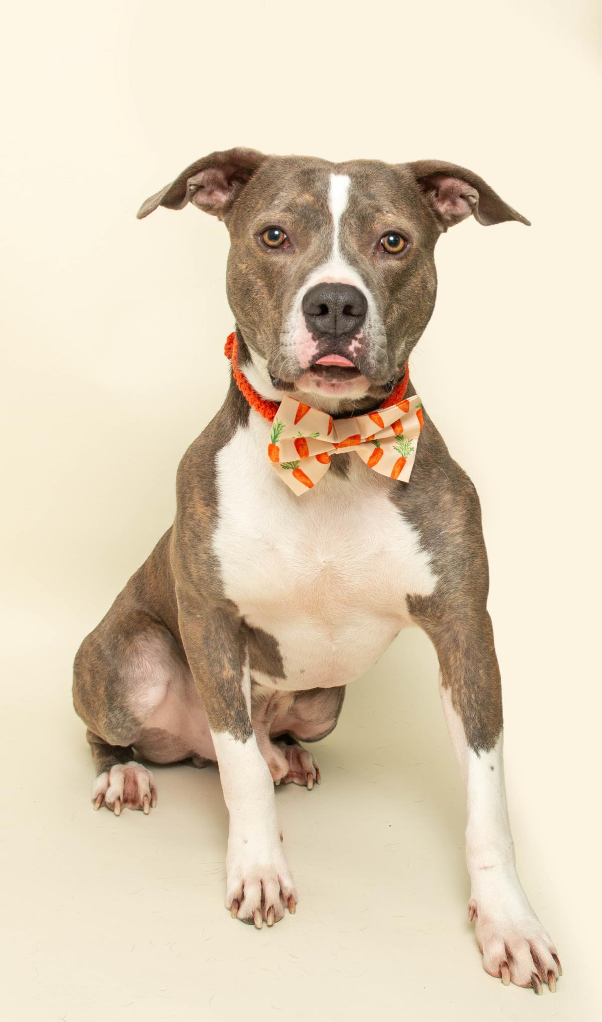 Enlarge Jackson, a Adoptable mixed breed in Wyandotte, MI image 2/5