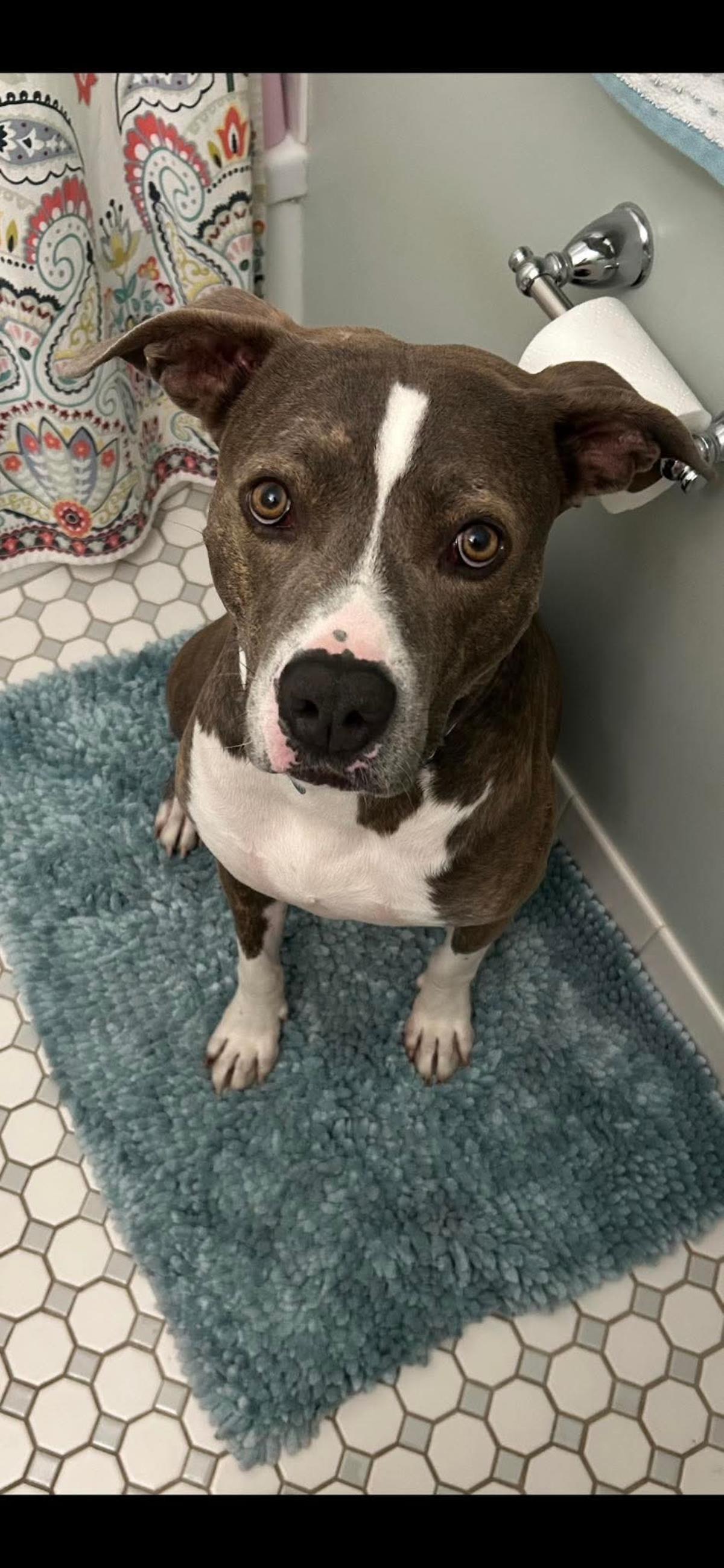 Enlarge Jackson, a Adoptable mixed breed in Wyandotte, MI image 3/5