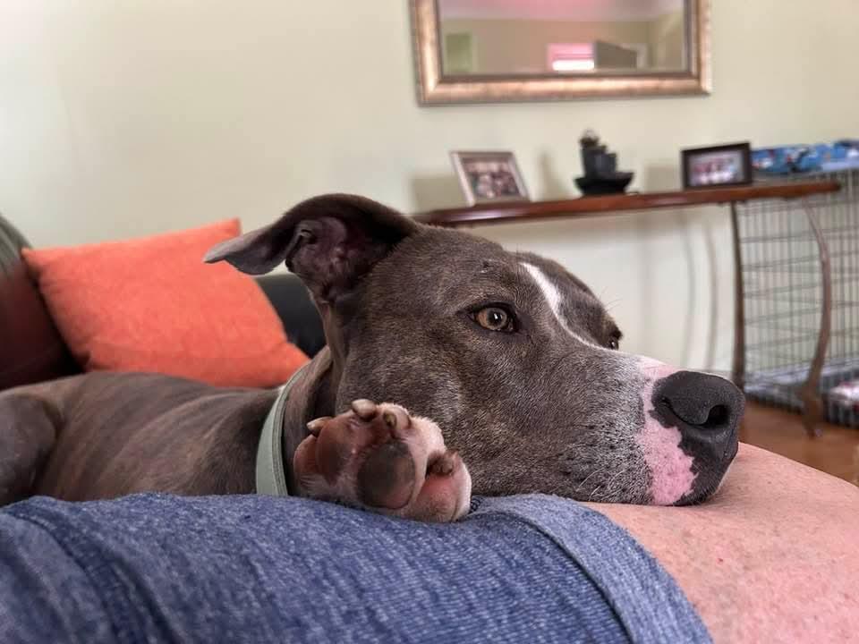 Enlarge Jackson, a Adoptable mixed breed in Wyandotte, MI image 4/5