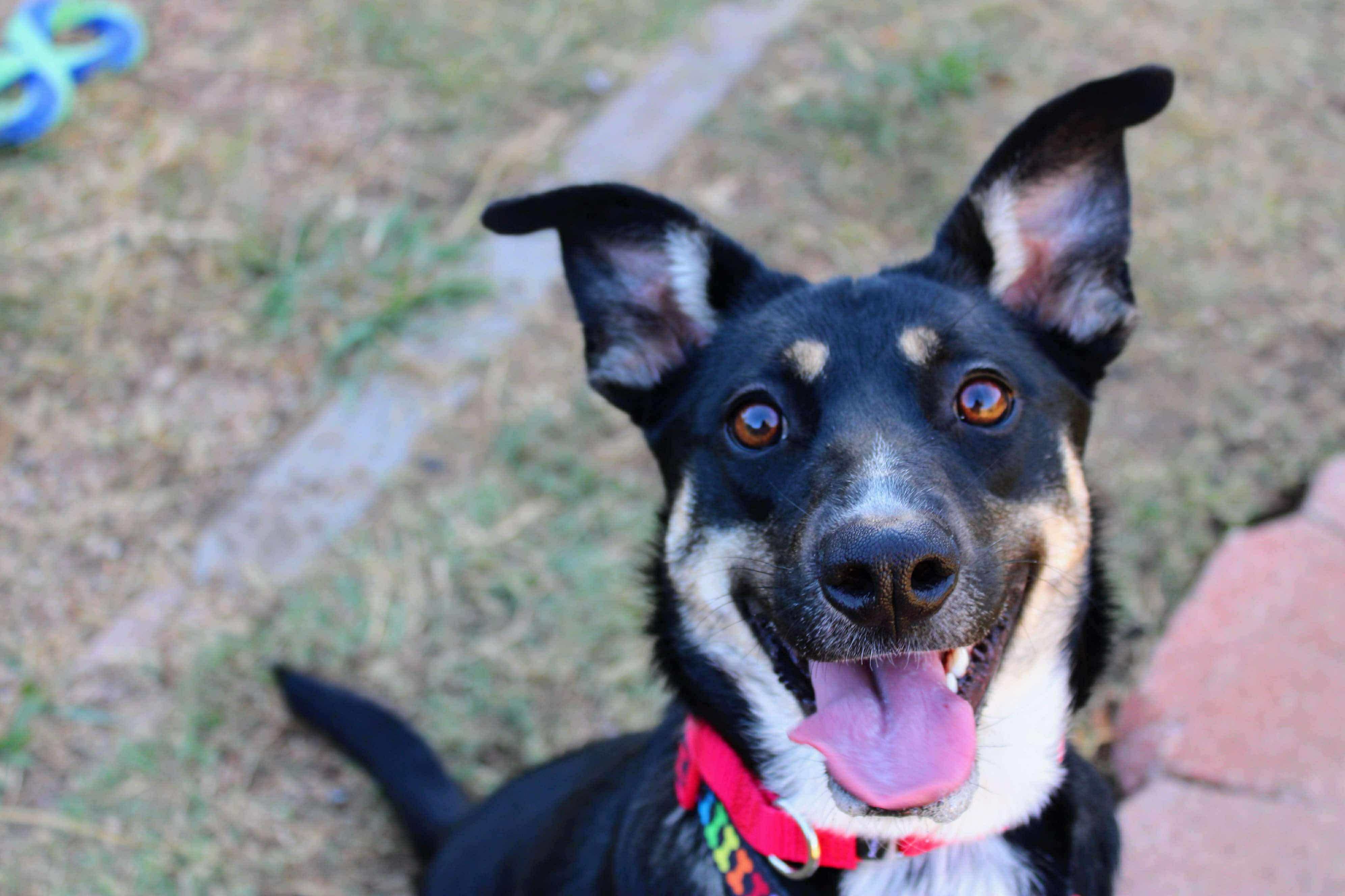 Enlarge Roxie, a Adoptable mixed breed in Fort Worth, TX image 1/6