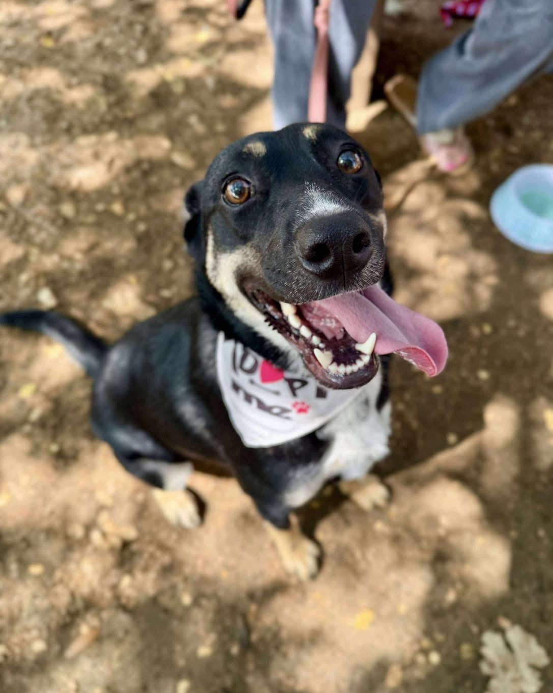 Enlarge Roxie, a Adoptable mixed breed in Fort Worth, TX image 5/6