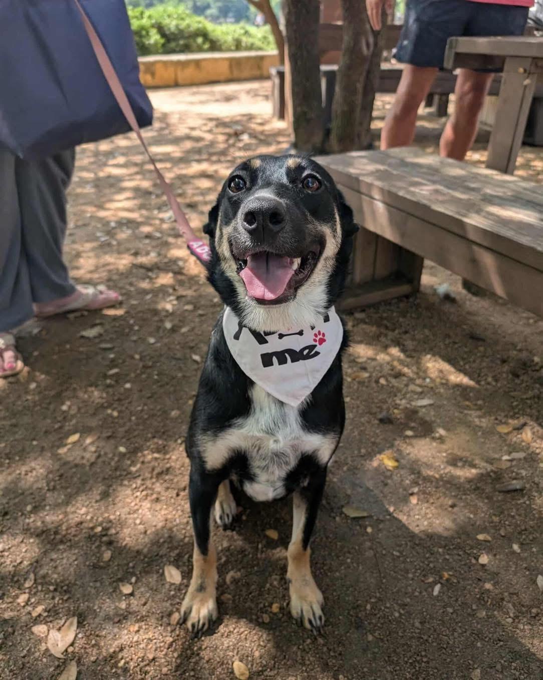 Enlarge Roxie, a Adoptable mixed breed in Fort Worth, TX image 2/6