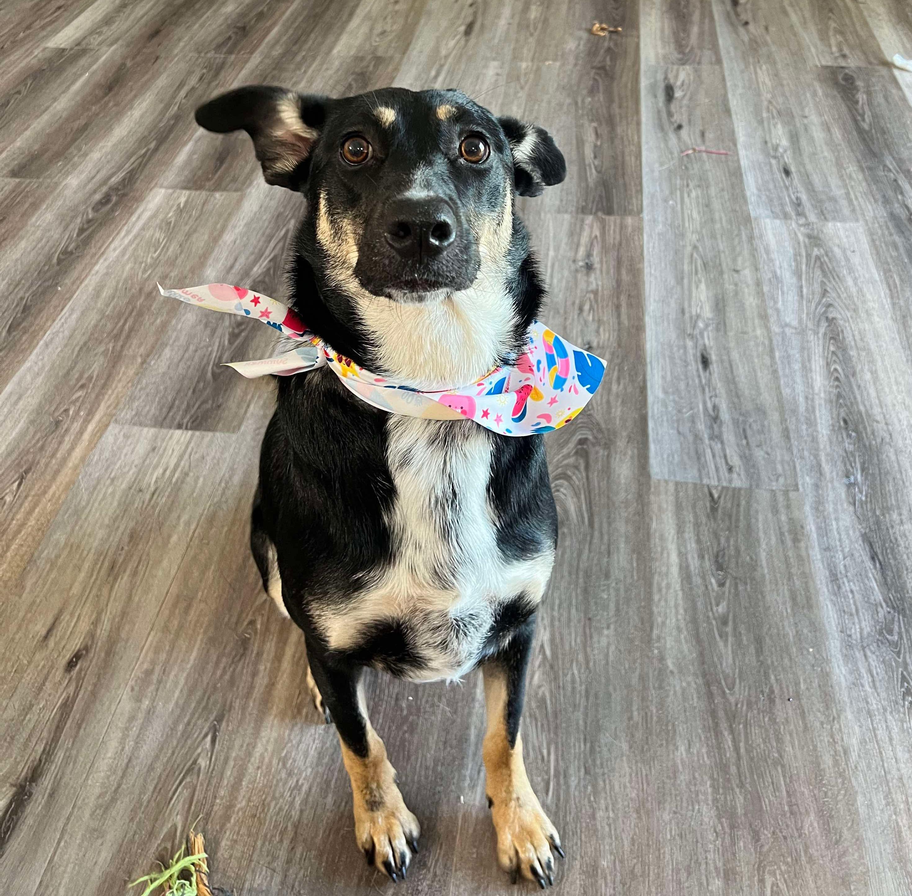 Enlarge Roxie, a Adoptable mixed breed in Fort Worth, TX image 6/6