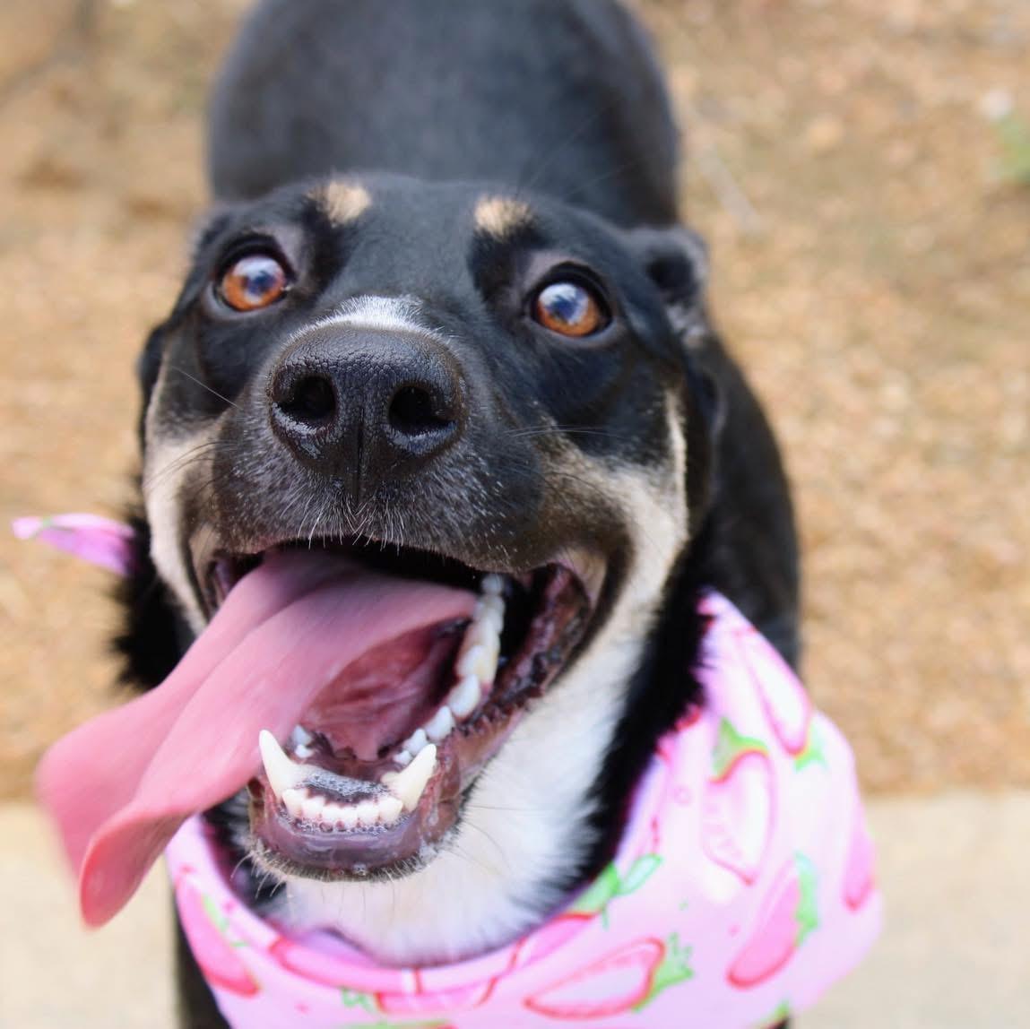 Enlarge Roxie, a Adoptable mixed breed in Fort Worth, TX image 4/6