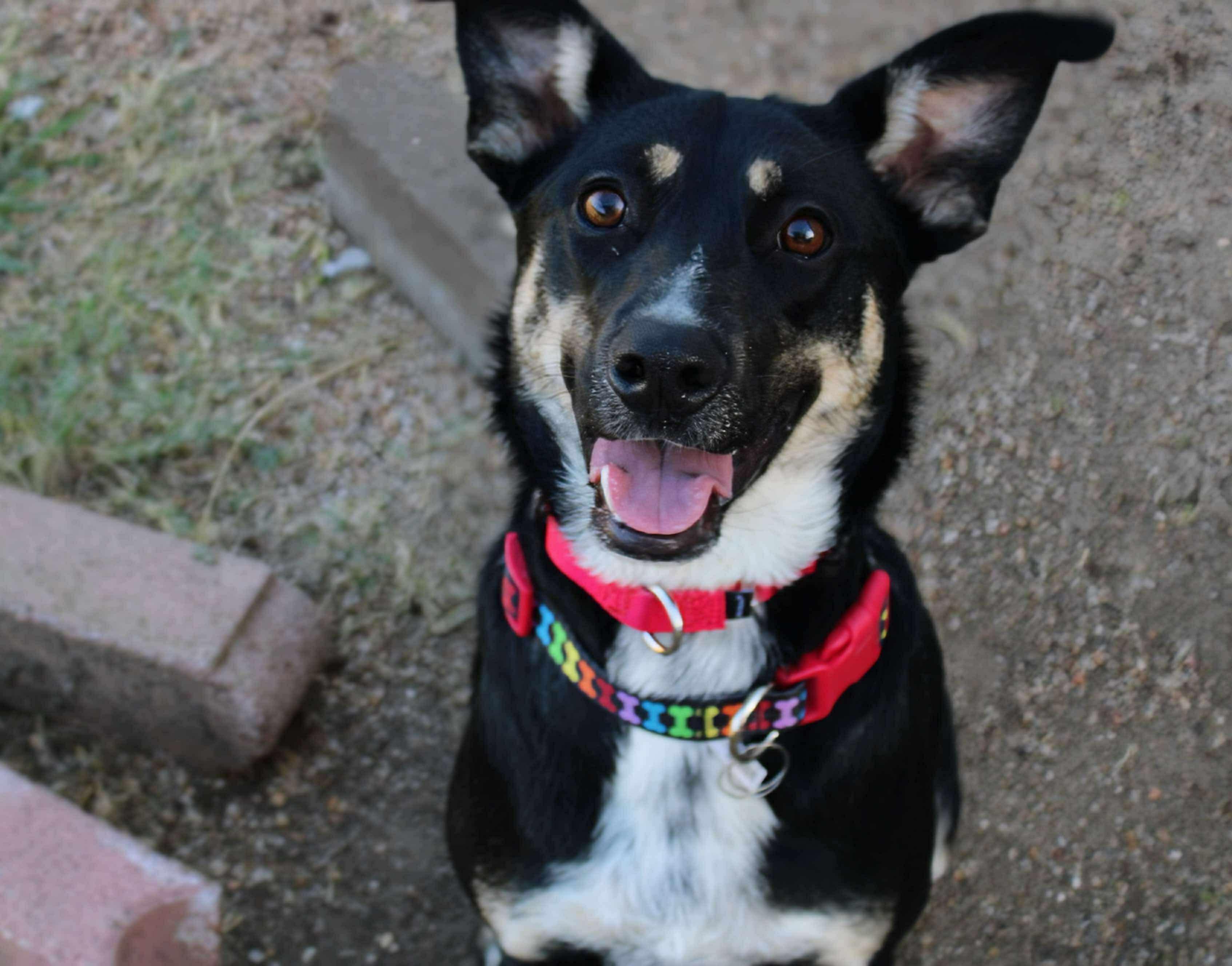 Enlarge Roxie, a Adoptable mixed breed in Fort Worth, TX image 3/6