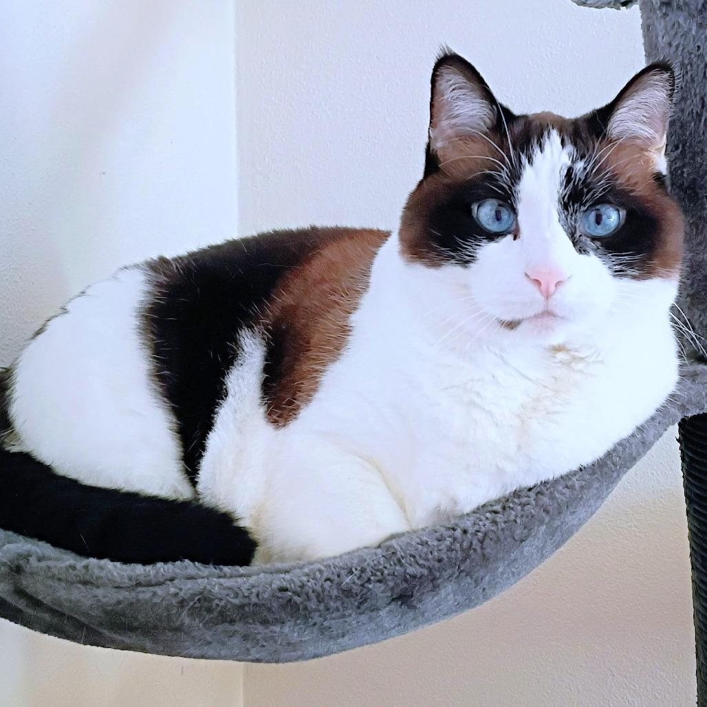 Enlarge Iris, a Adoptable Domestic Short Hair in Michigan City, IN image 1/6