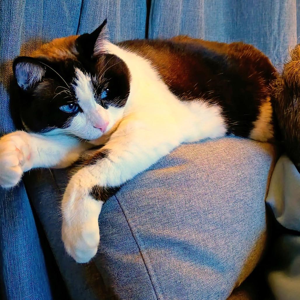 Enlarge Iris, a Adoptable Domestic Short Hair in Michigan City, IN image 2/6