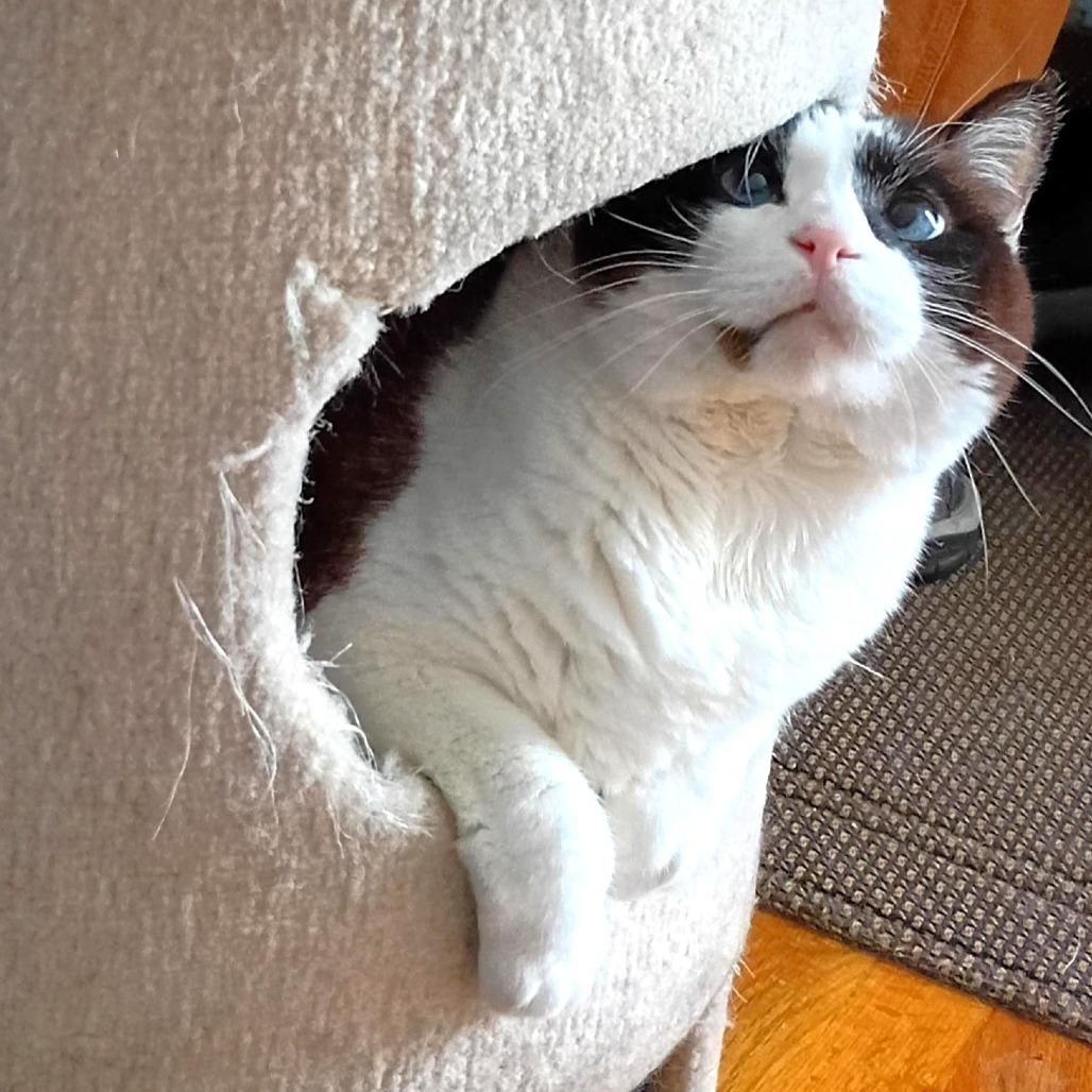 Enlarge Iris, a Adoptable Domestic Short Hair in Michigan City, IN image 3/6