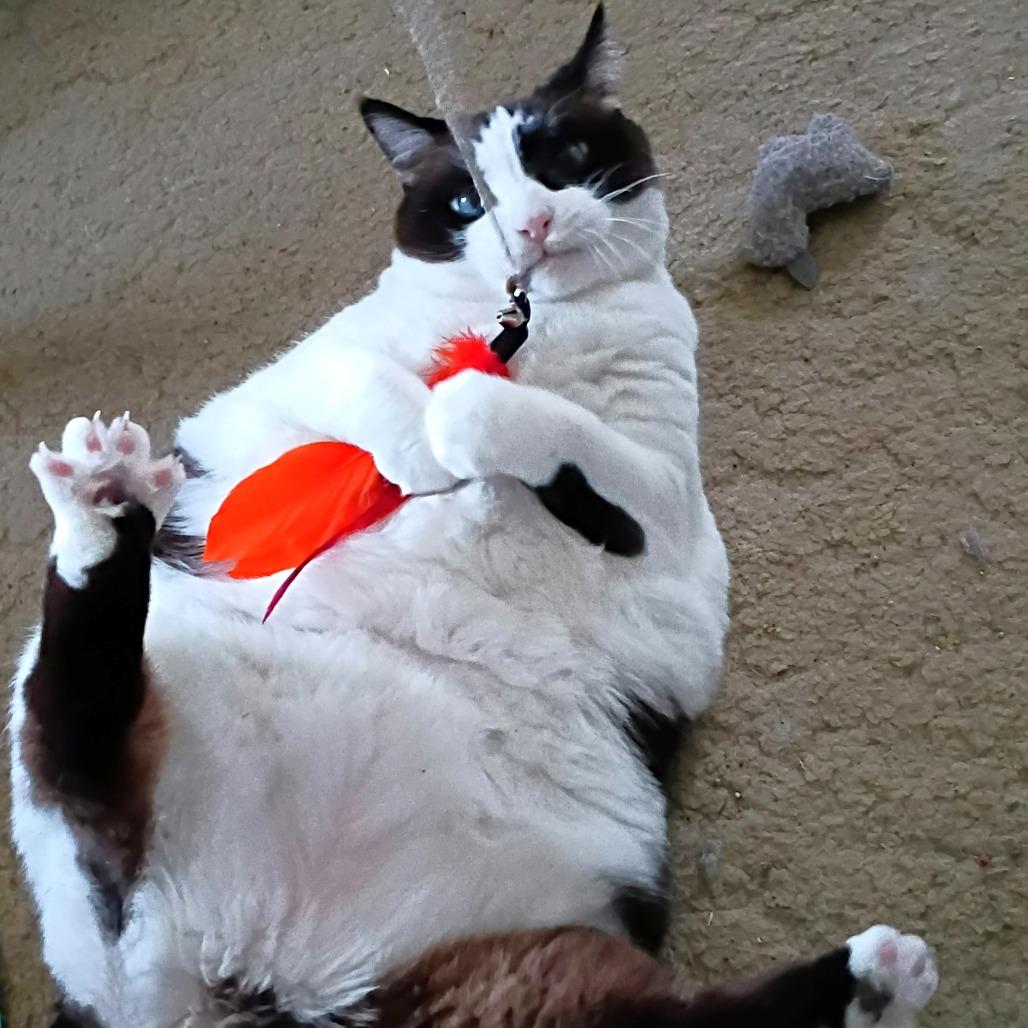 Enlarge Iris, a Adoptable Domestic Short Hair in Michigan City, IN image 4/6