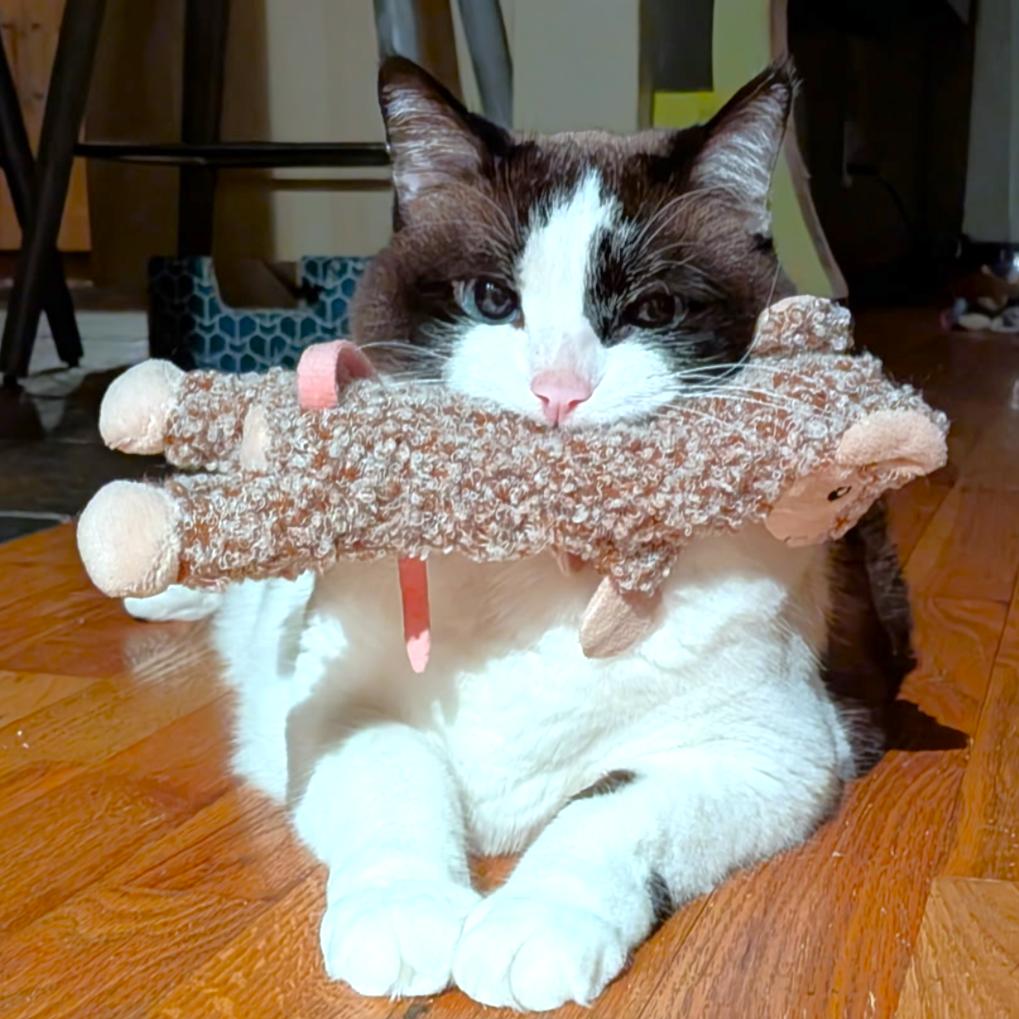 Enlarge Iris, a Adoptable Domestic Short Hair in Michigan City, IN image 5/6