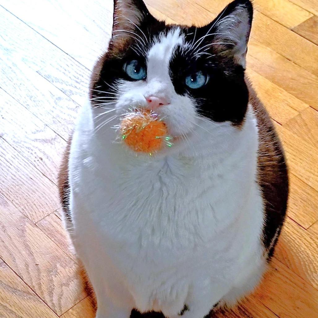 Enlarge Iris, a Adoptable Domestic Short Hair in Michigan City, IN image 6/6