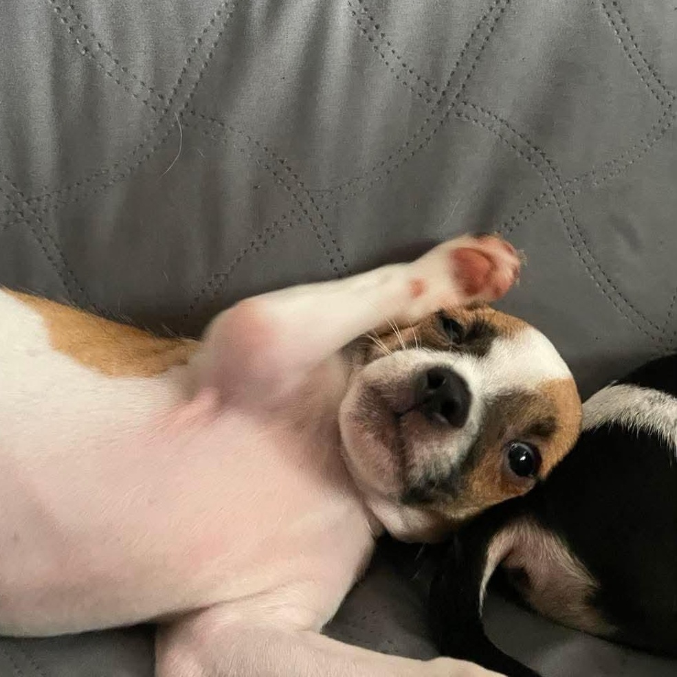 Whimsy, a Adoptable mixed breed in Fogelsville, PA image 6/6
