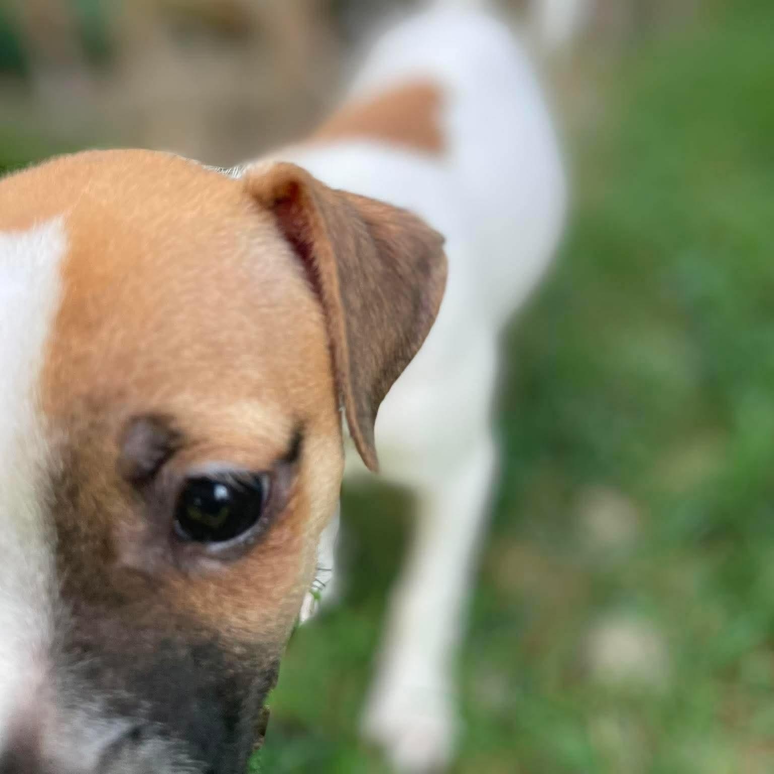 Whimsy, a Adoptable mixed breed in Fogelsville, PA image 4/6