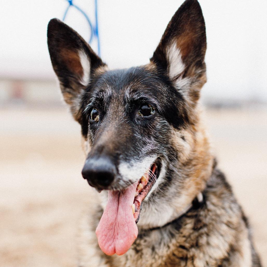 Greta, Adoptable, Senior Female German Shepherd Dog.