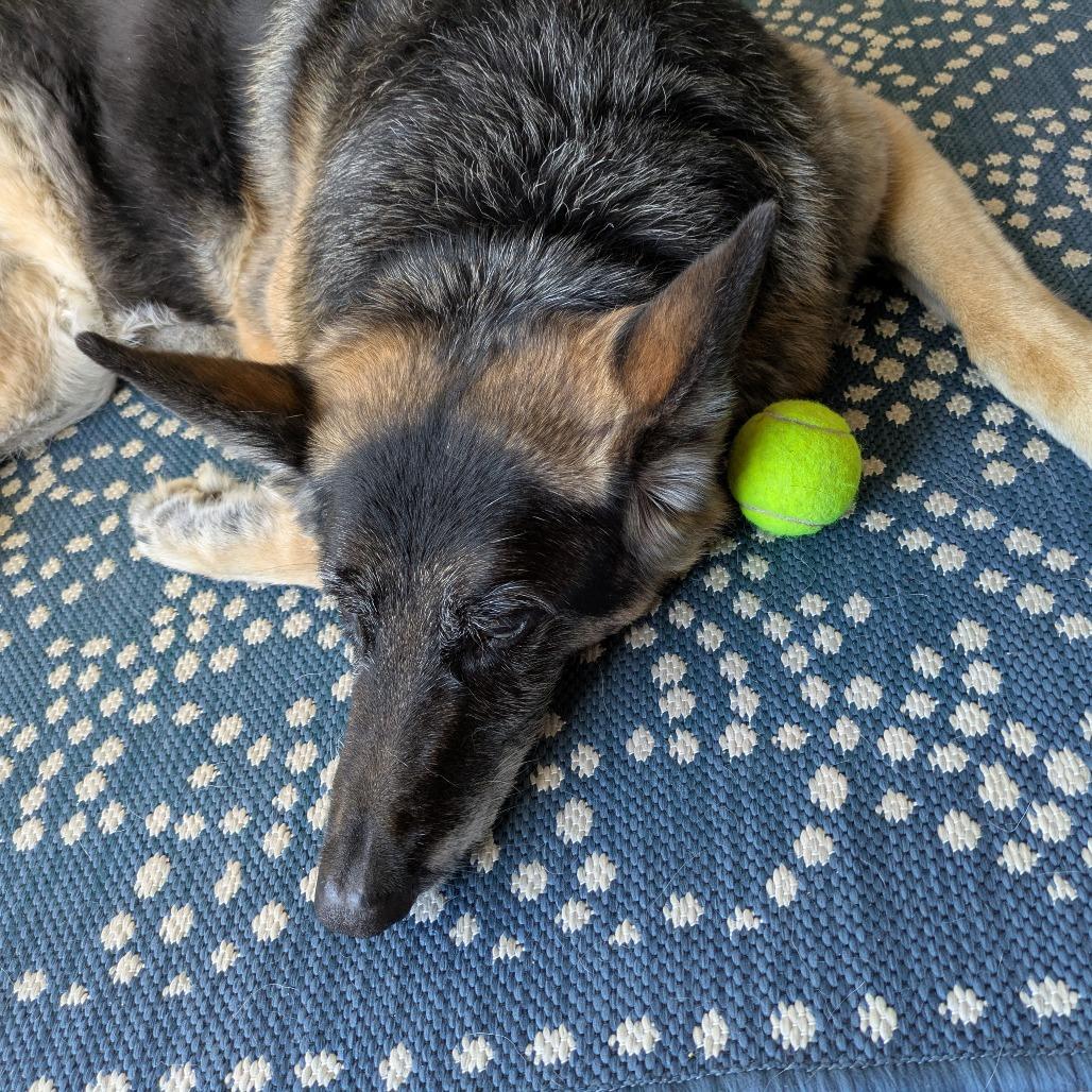 Greta, a Adoptable German Shepherd Dog in Saint Cloud, MN image 2/6
