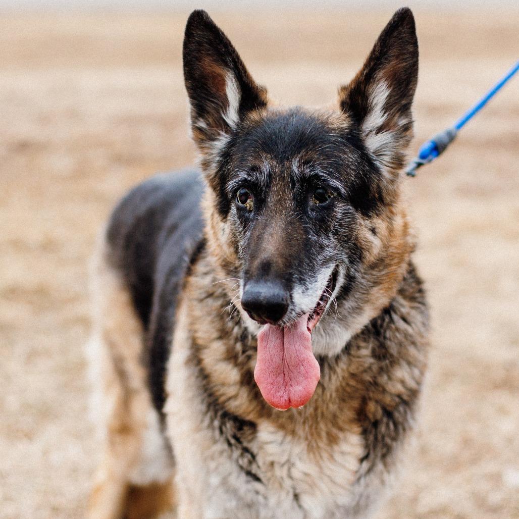 Greta, a Adoptable German Shepherd Dog in Saint Cloud, MN image 3/6