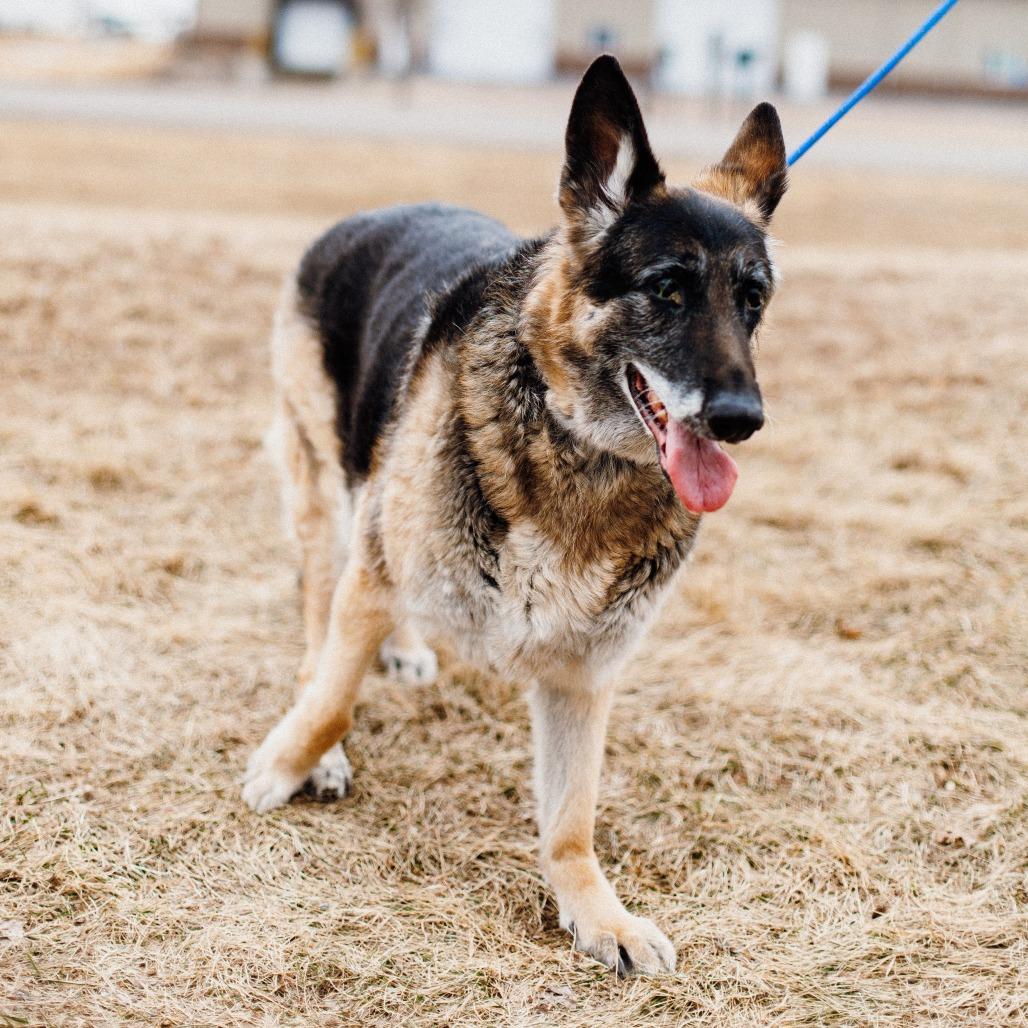 Greta, a Adoptable German Shepherd Dog in Saint Cloud, MN image 4/6