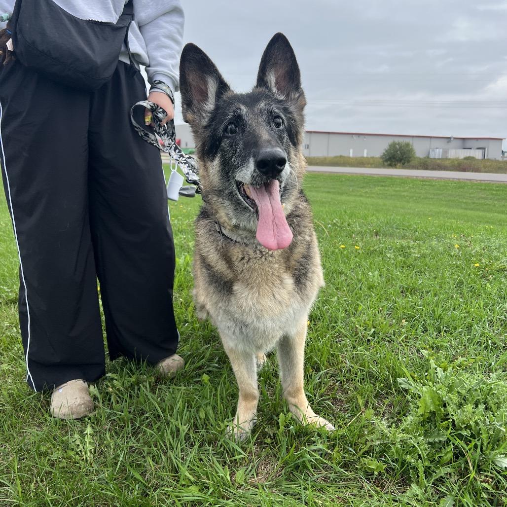 Enlarge Greta, a Adoptable German Shepherd Dog in Saint Cloud, MN image 4/6
