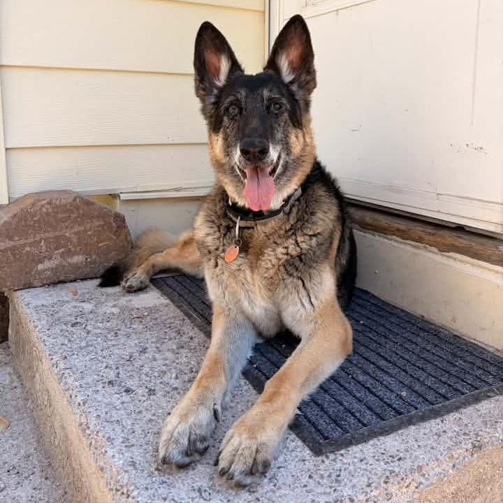Enlarge Greta, a Adoptable German Shepherd Dog in Saint Cloud, MN image 4/6